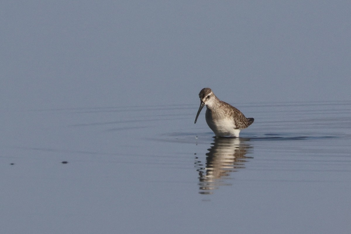 Хадуур элсэг - ML644473868