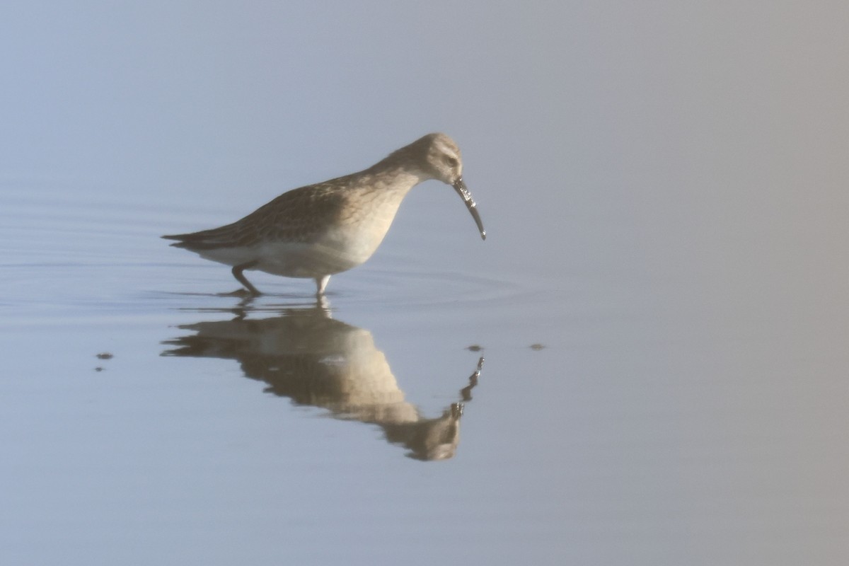 Хадуур элсэг - ML644473869