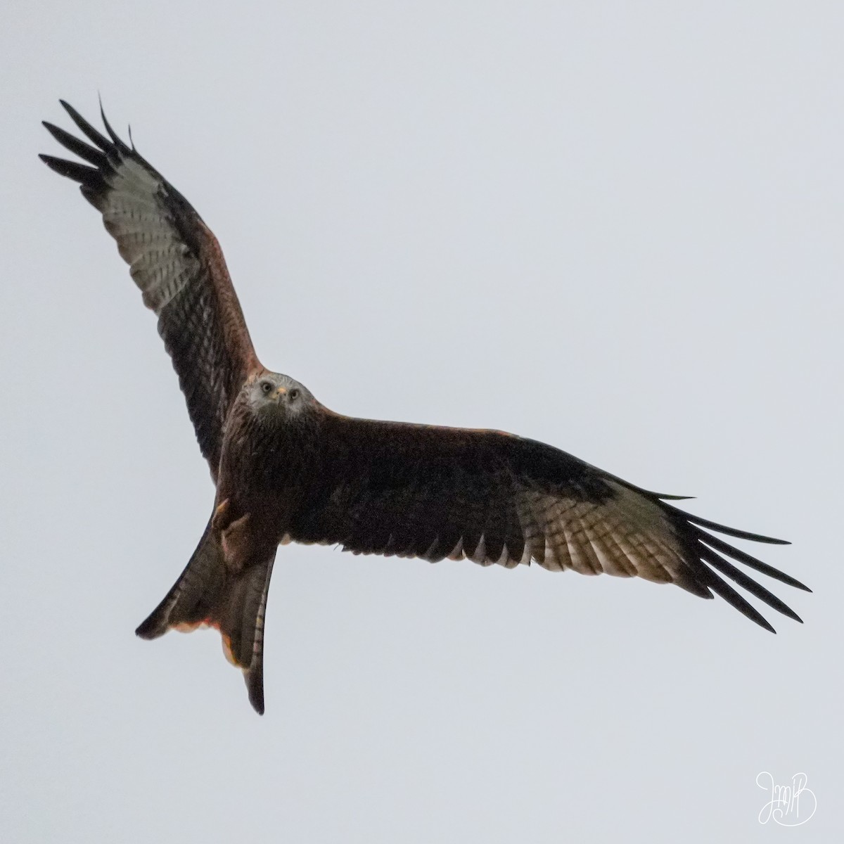 Red Kite - ML644473875