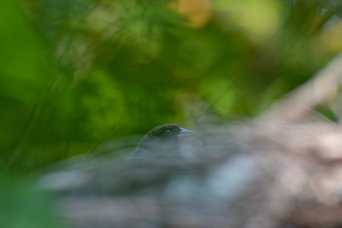 Red-winged Blackbird - ML644473884