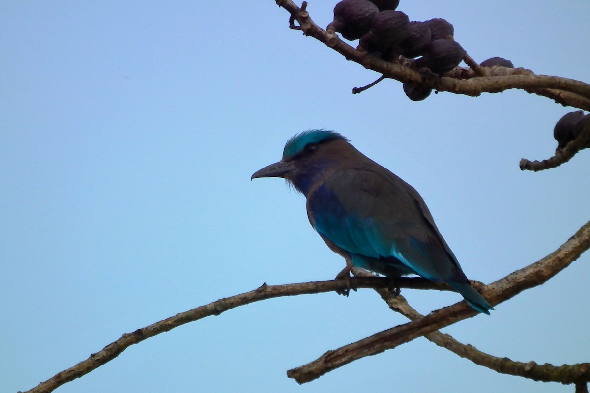 Indochinese Roller - ML644473889