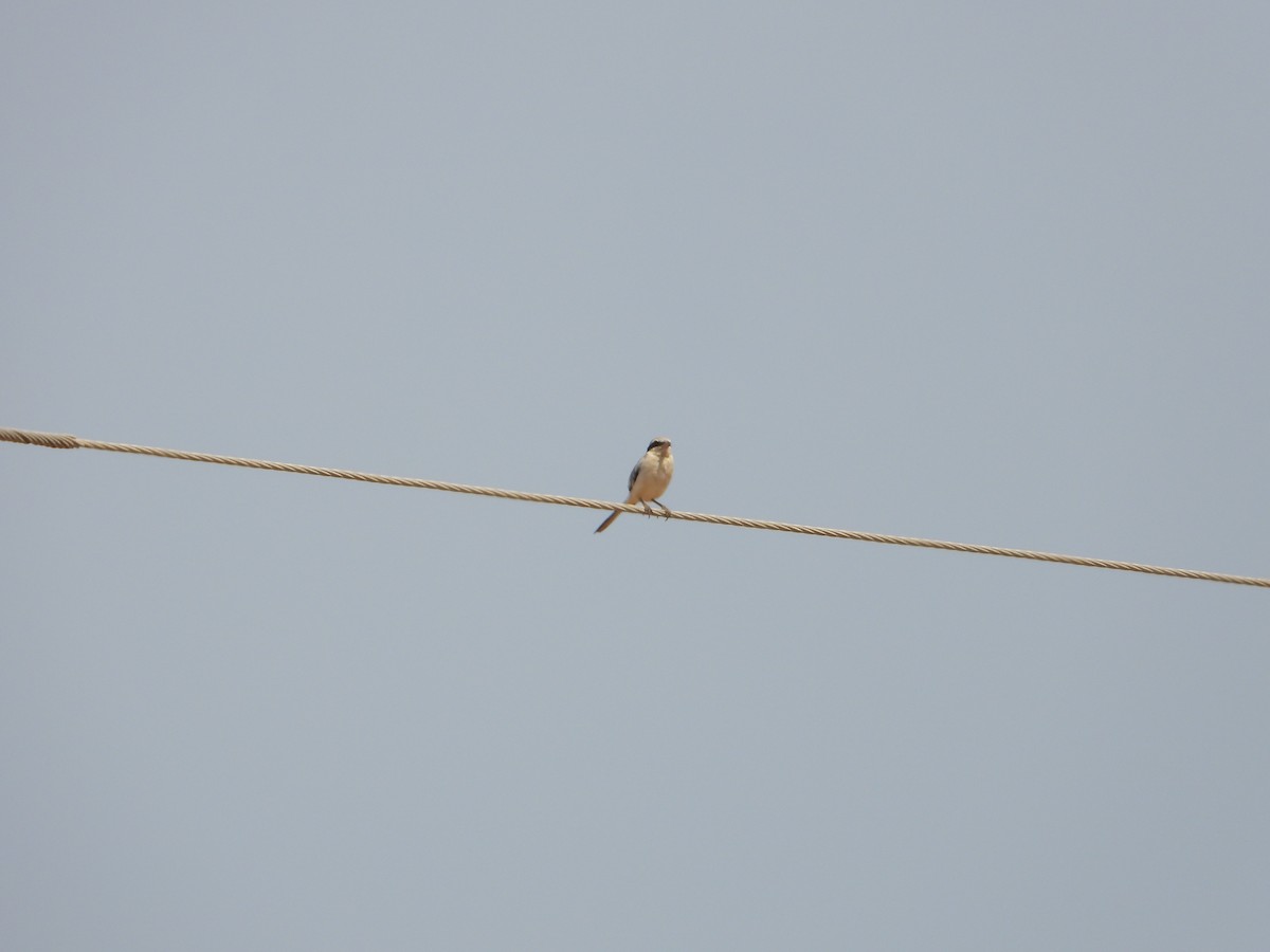 Үнсэн дунхай - ML644473892