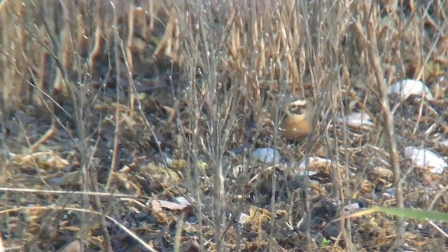 Accenteur à gorge noire - ML644473896