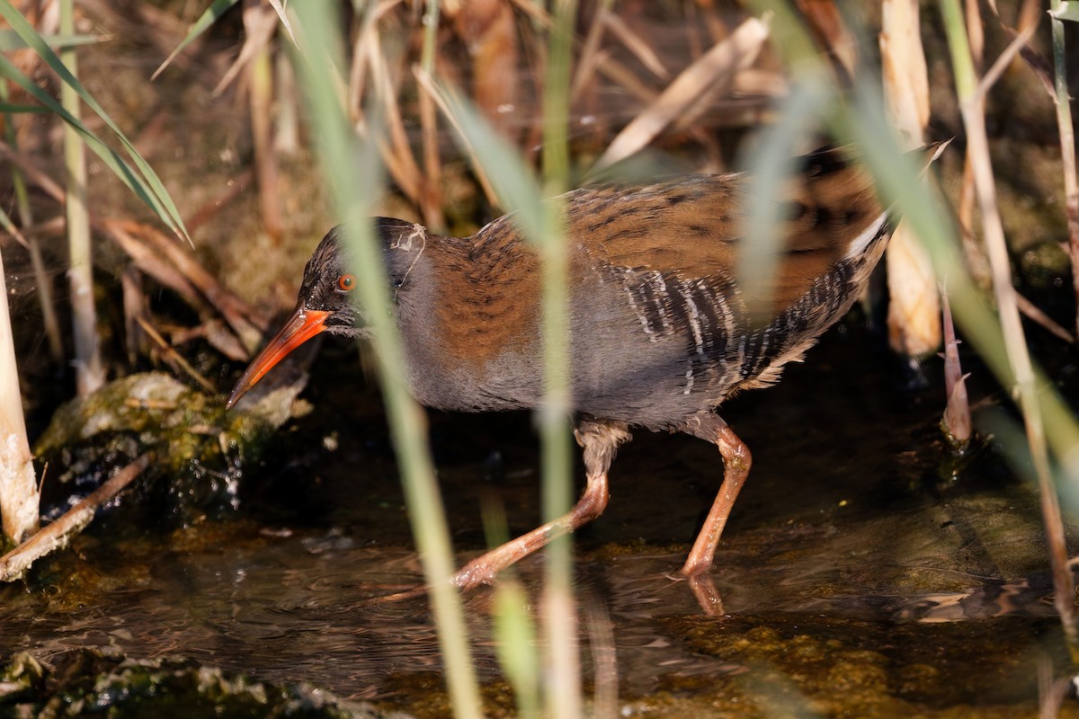 Sukılavuzu - ML644473904