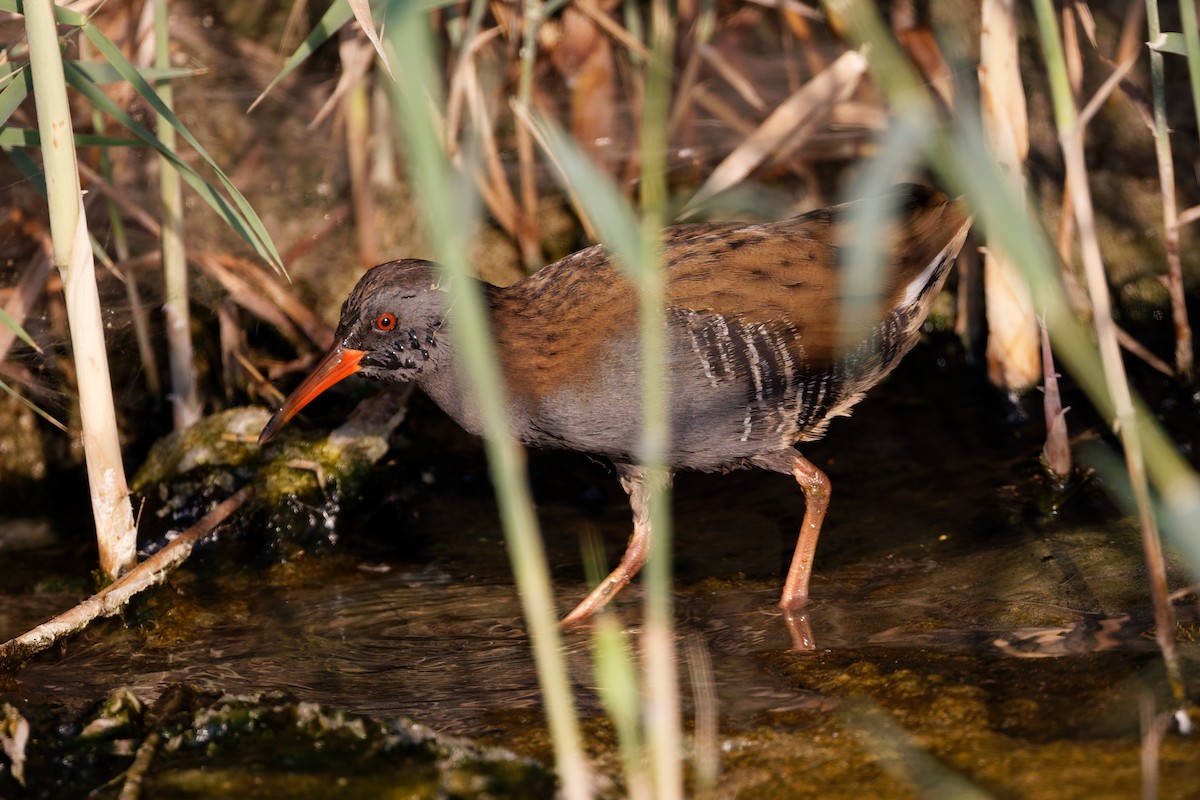 Sukılavuzu - ML644473905