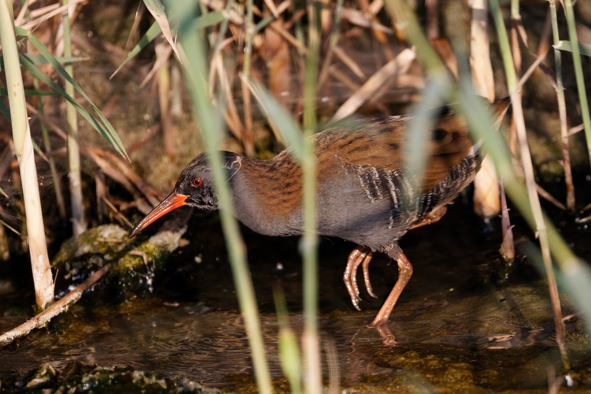 Sukılavuzu - ML644473906