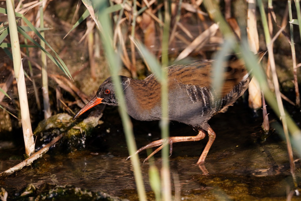 Sukılavuzu - ML644473907