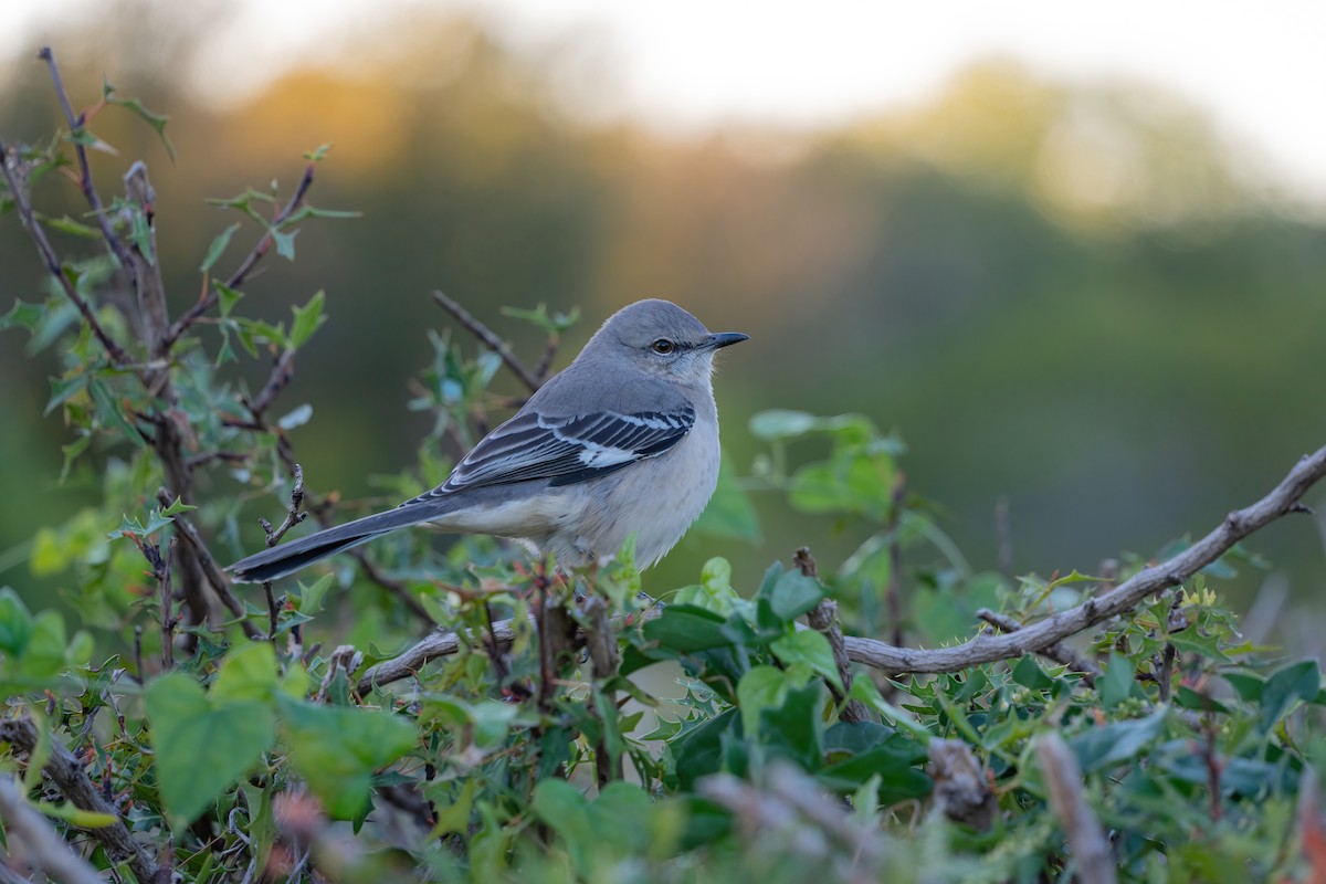 Northern Mockingbird - ML644473910