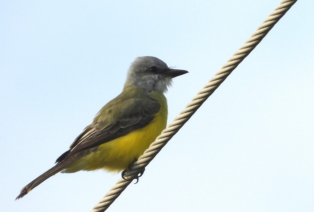 Tropical Kingbird - ML644473918