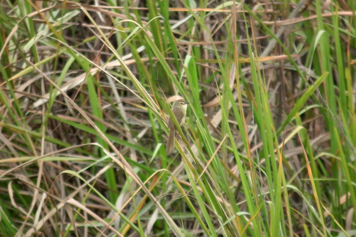 Plain Prinia - ML644473919