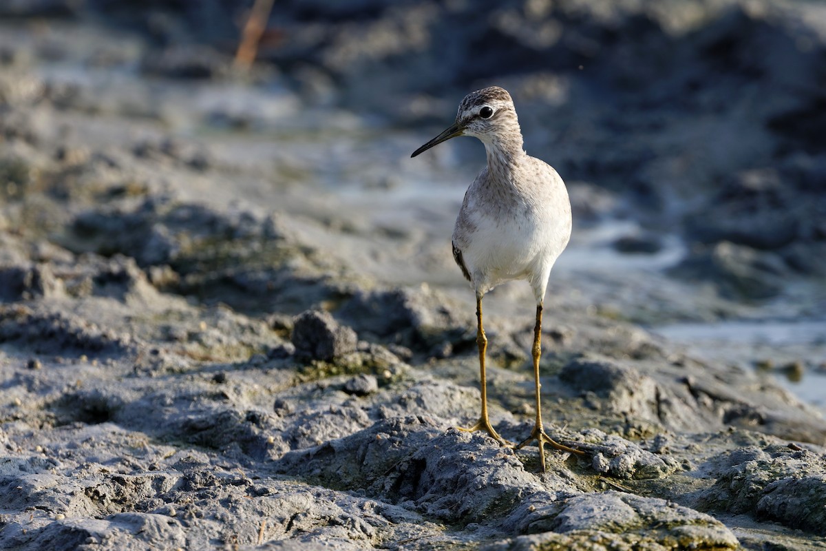 Orman Düdükçünü - ML644473921