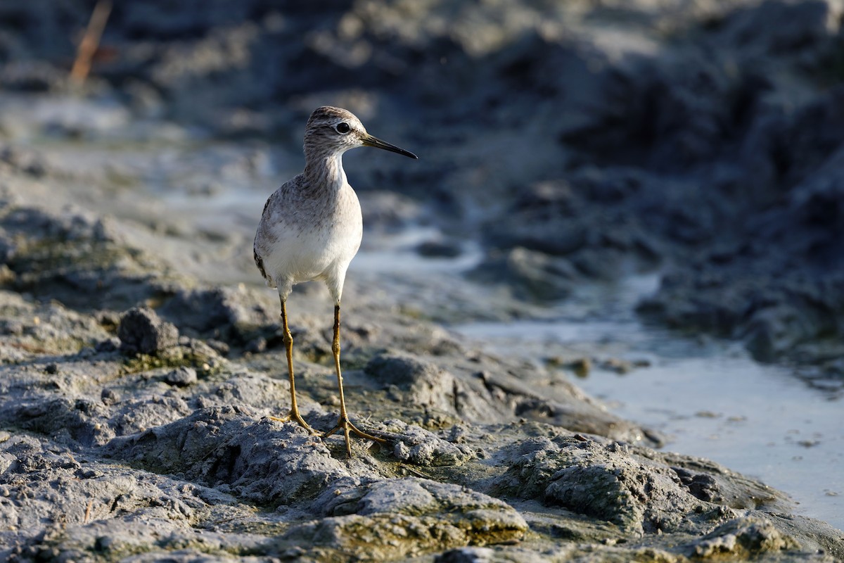 Orman Düdükçünü - ML644473922