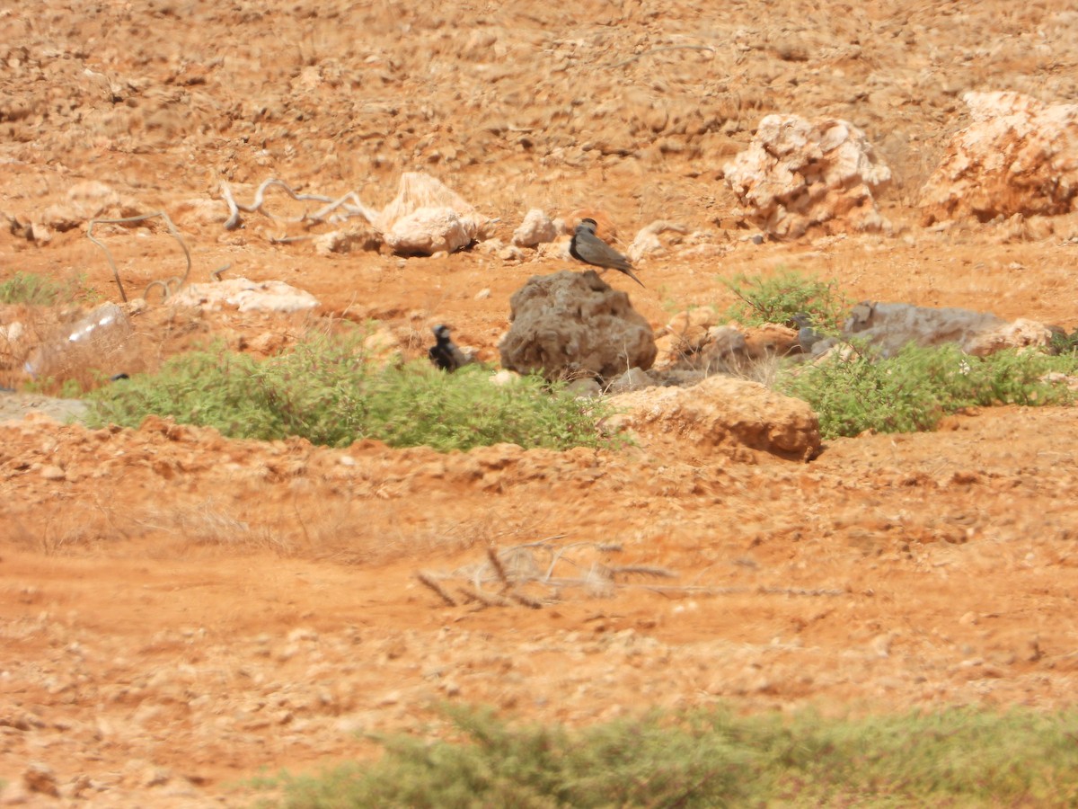 Black-crowned Sparrow-Lark - ML644473924