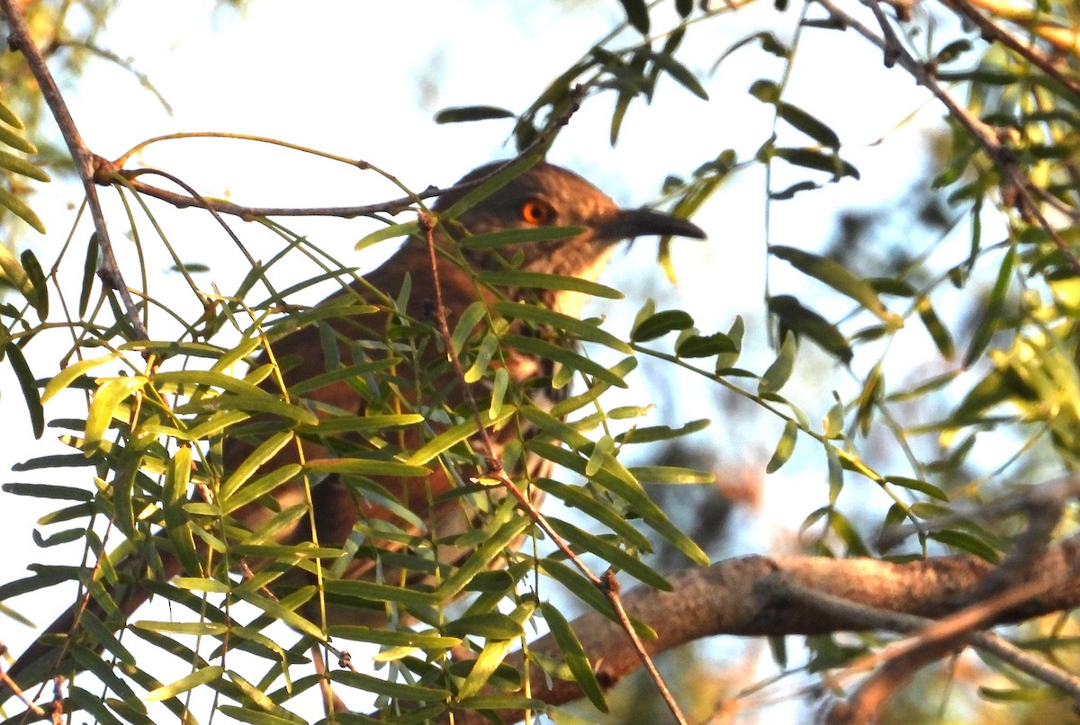 Long-billed Thrasher - ML644473933