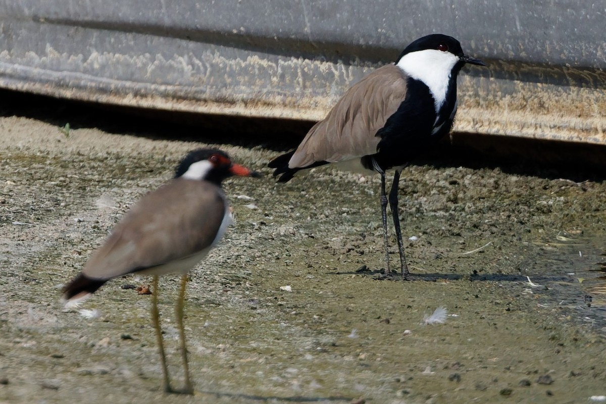 Mahmuzlu Kızkuşu - ML644473935