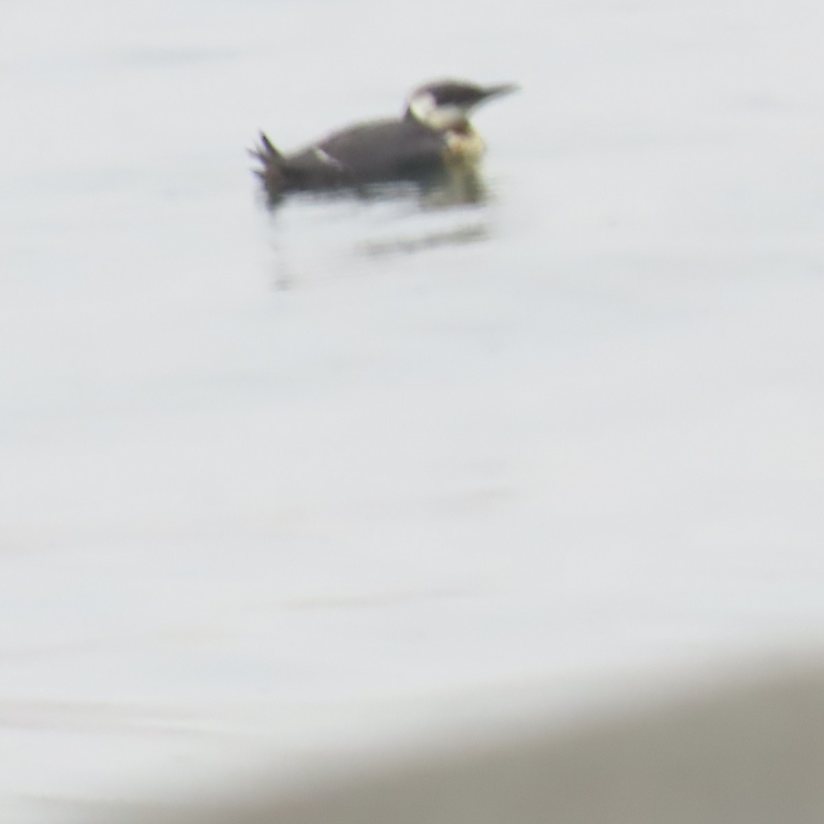 Кайра тонкодзьоба - ML644473937