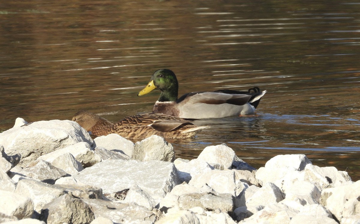 Canard colvert - ML644473940