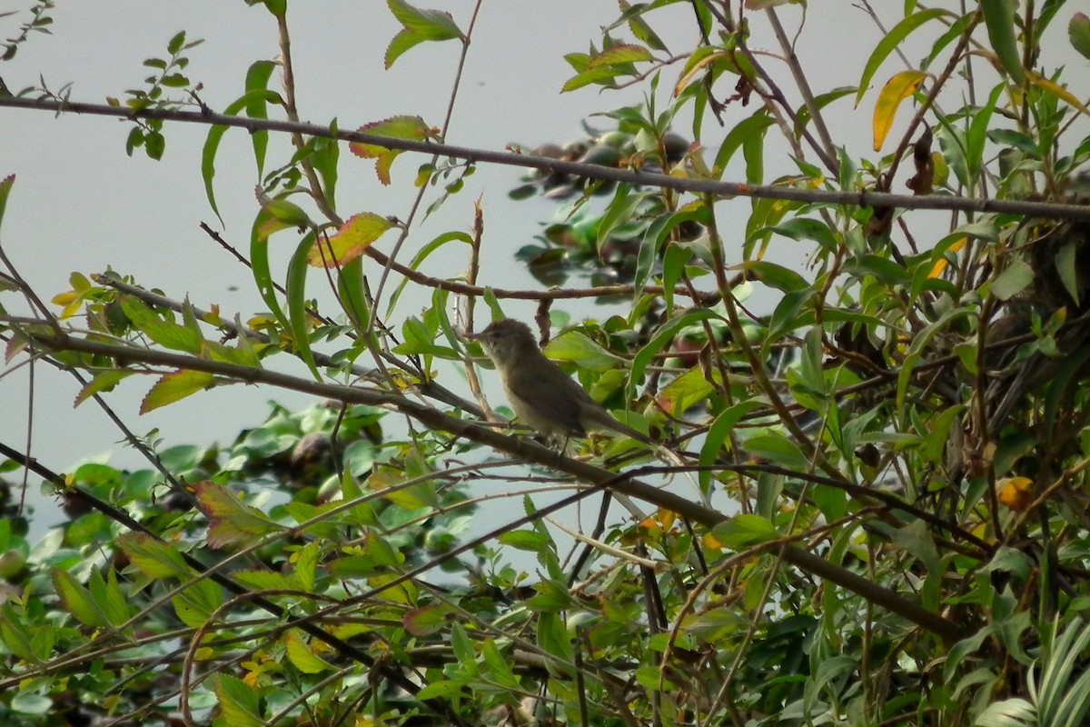 Blyth's Reed Warbler - ML644473948
