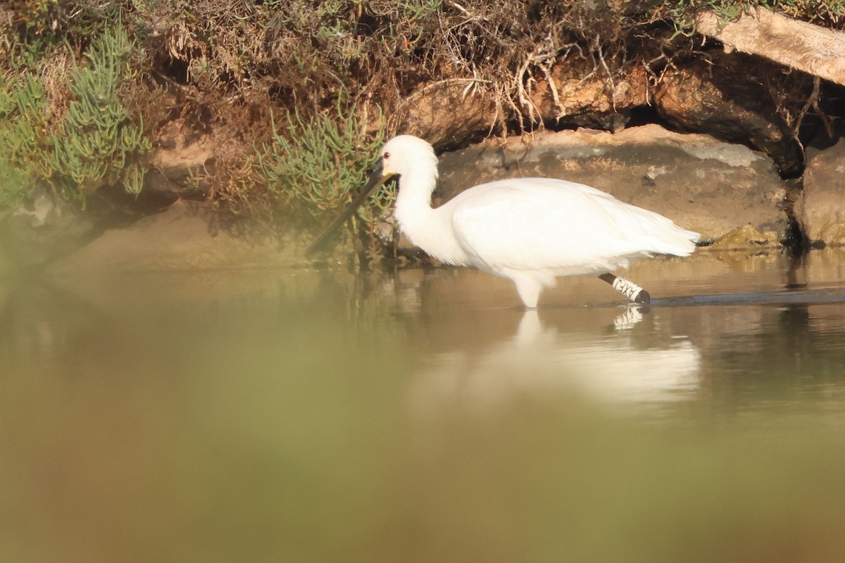 Халбаган хошуут - ML644473953