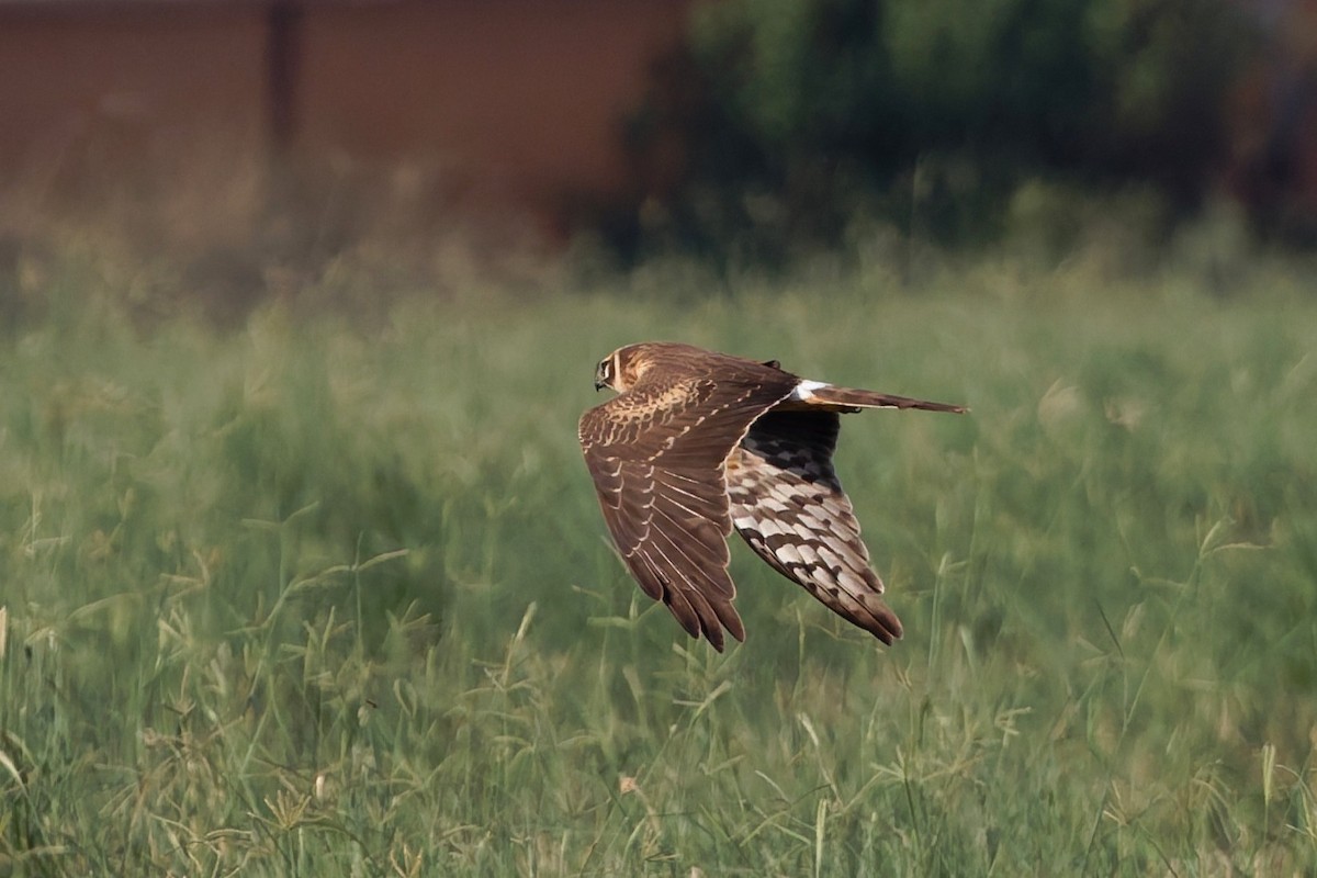 Bozkır Delicesi - ML644473956