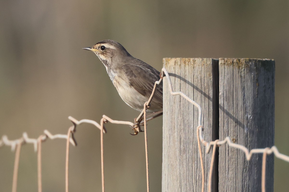 Сондорт гургалдай - ML644473963