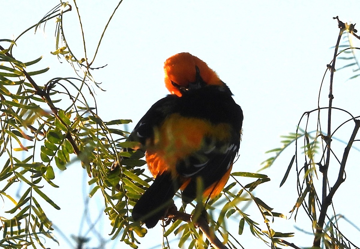 Altamira Oriole - ML644473965