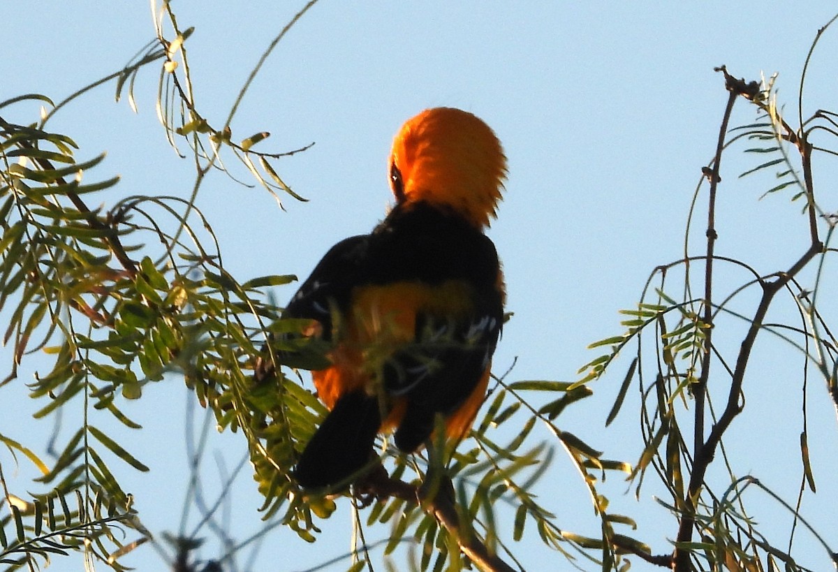 Altamira Oriole - ML644473966
