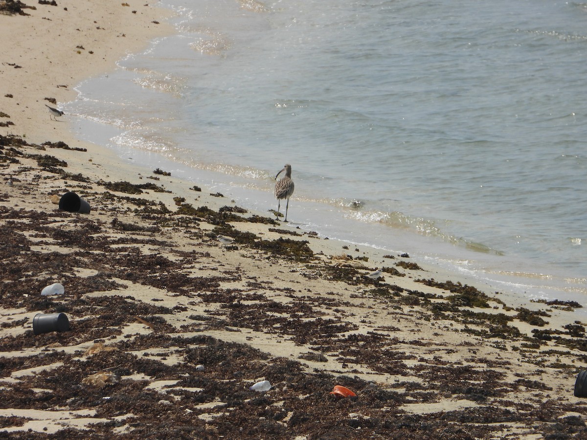 Морин тутгалжин - ML644473971