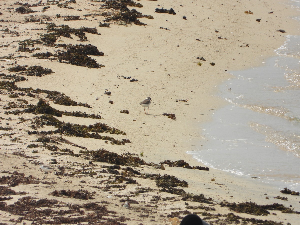 Хүзүүвчит хиазат - ML644473975