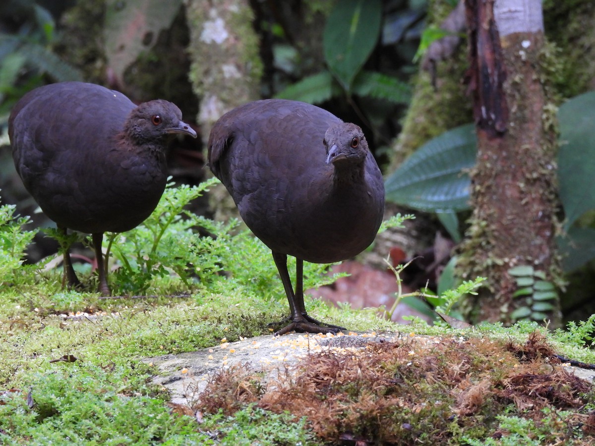 Cinereous Tinamou - ML644473978
