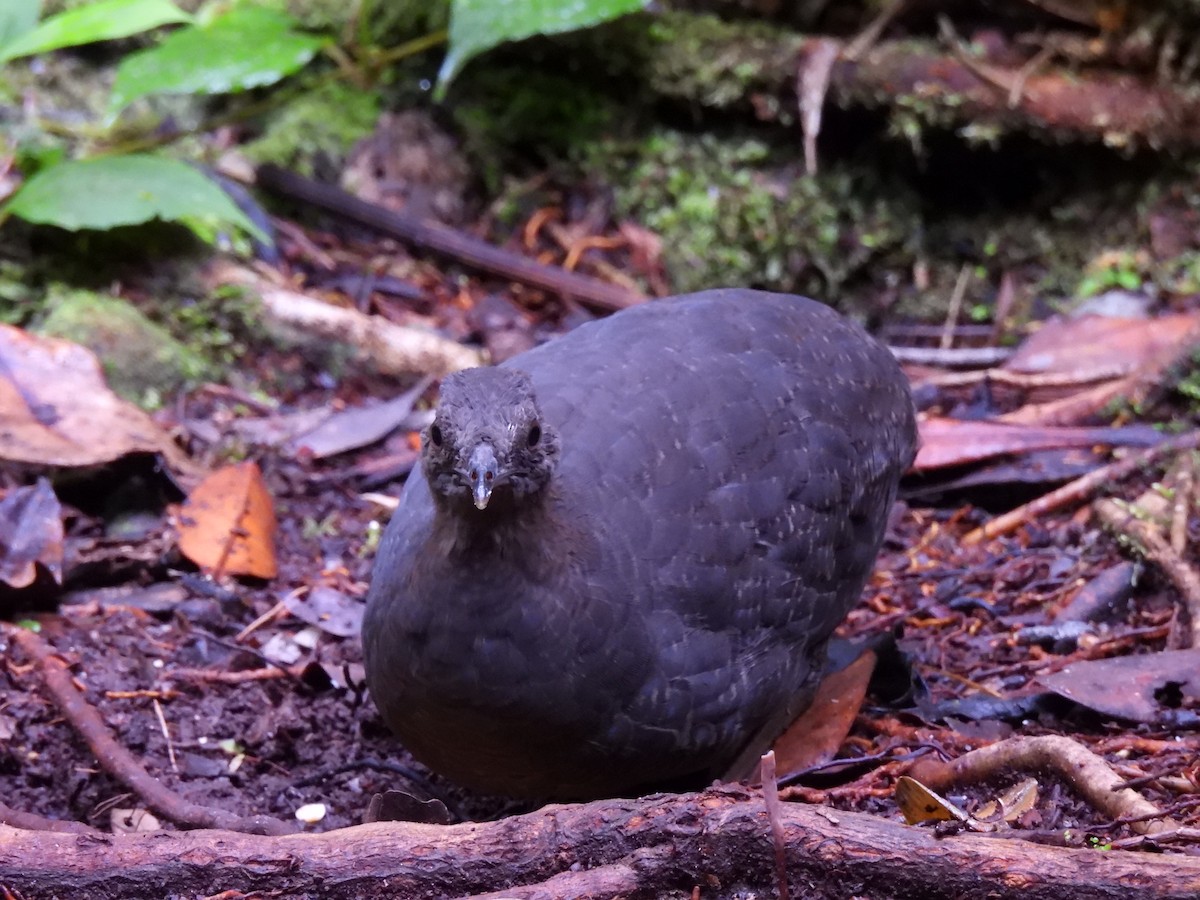 Cinereous Tinamou - ML644473979