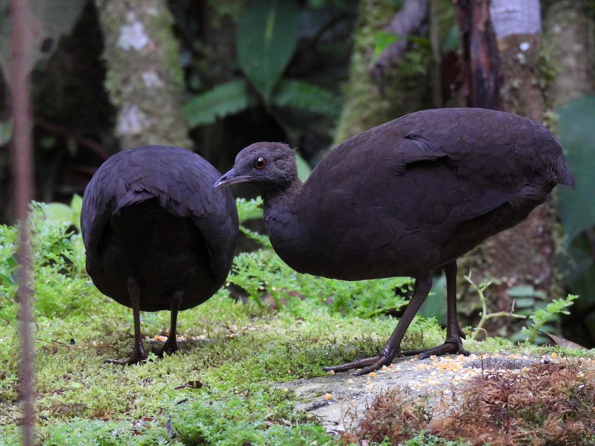 Cinereous Tinamou - ML644473980