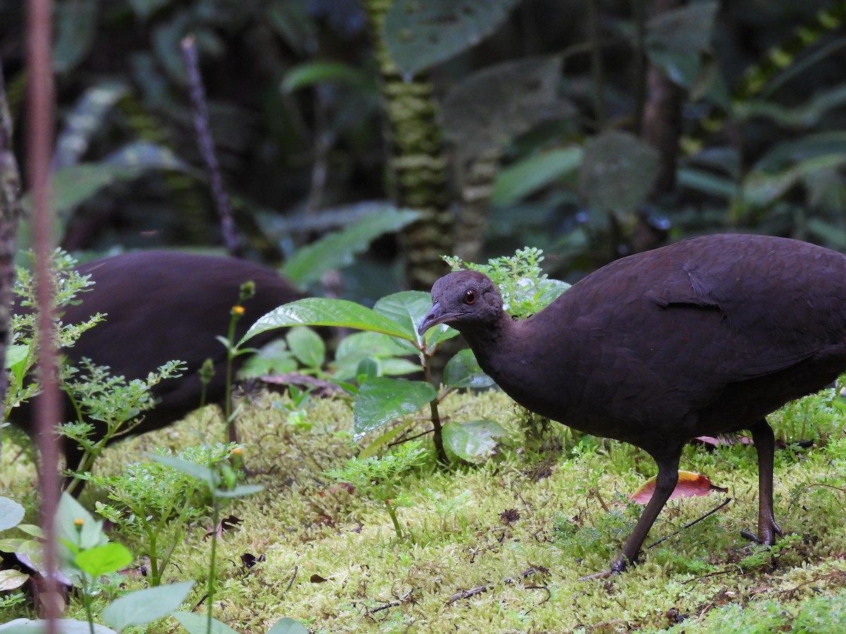 Cinereous Tinamou - ML644473982