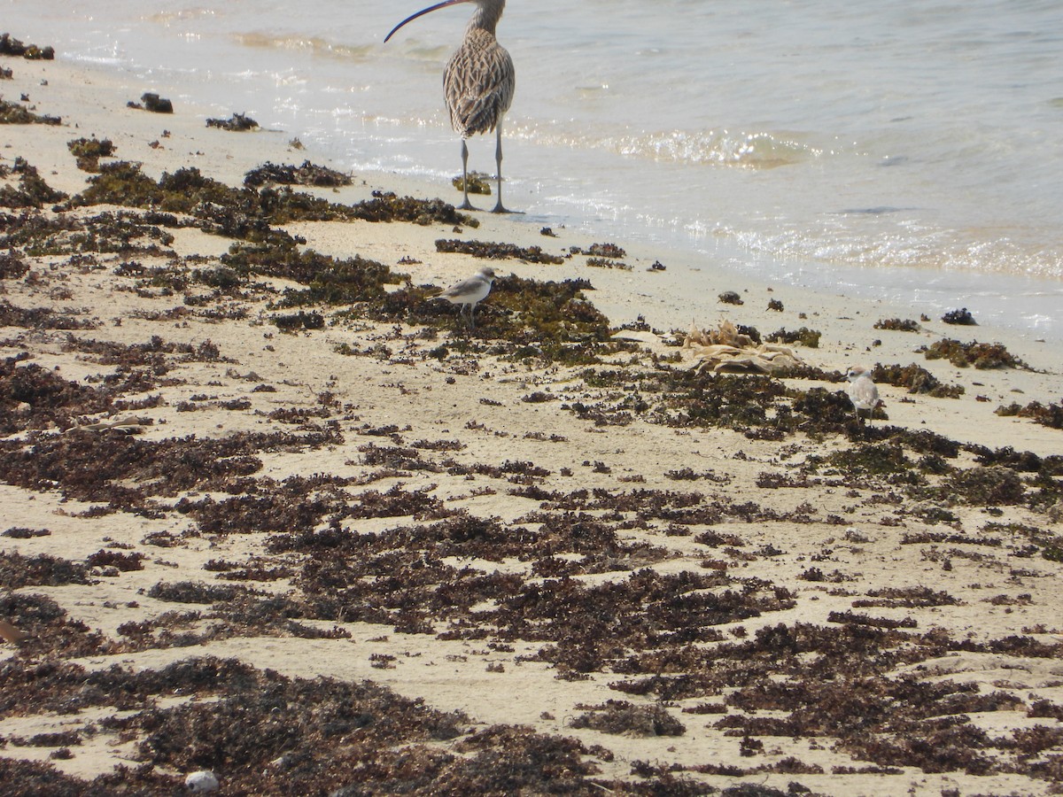 Тэнгисийн хиазат - ML644473985