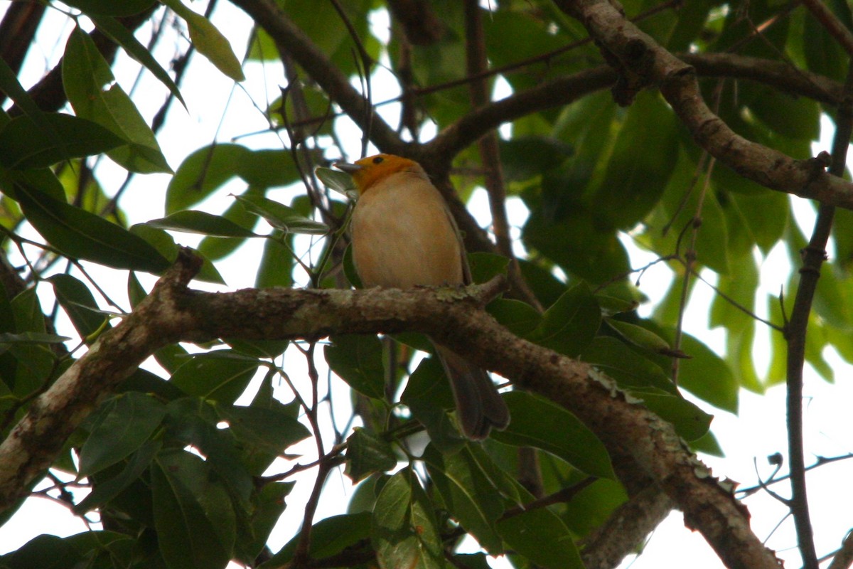 Orange-headed Tanager - ML644473989