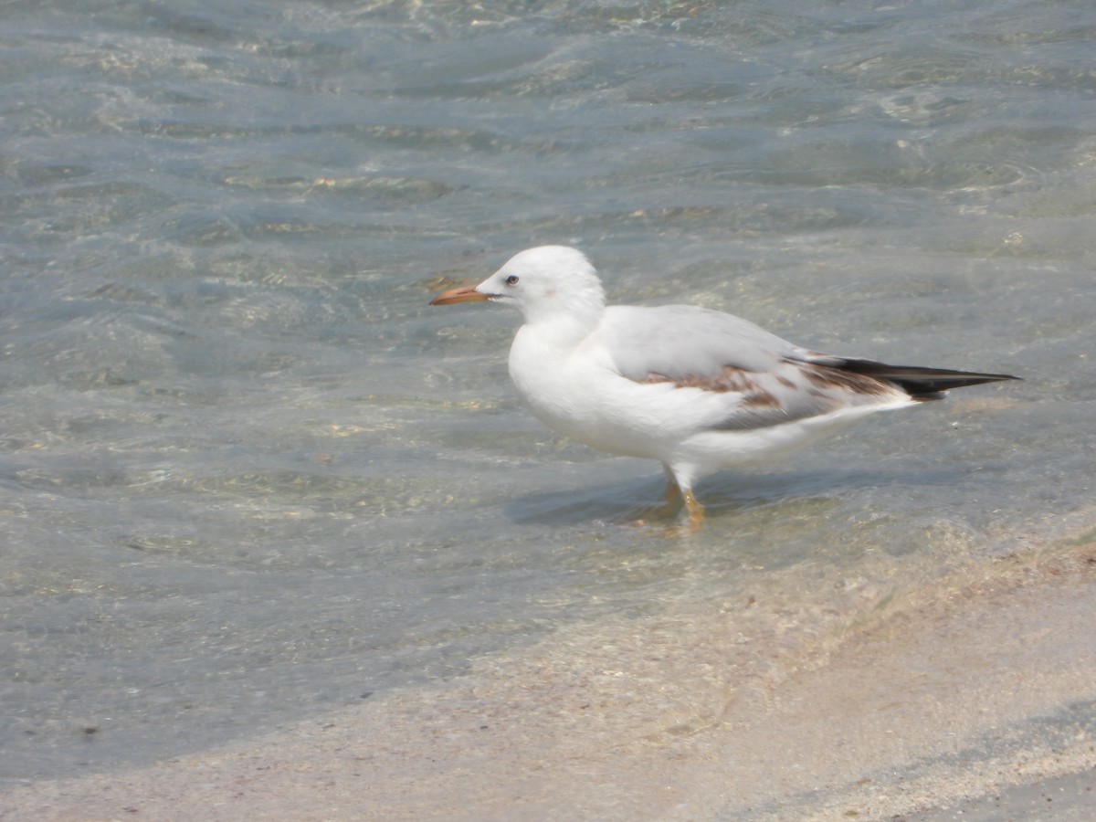 Slender-billed Gull - ML644473999