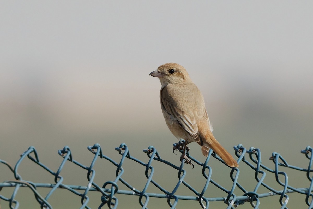 Moğolistan Örümcekkuşu (isabellinus) - ML644474004