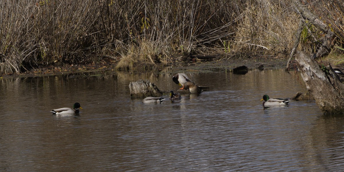 Canard colvert - ML644474007