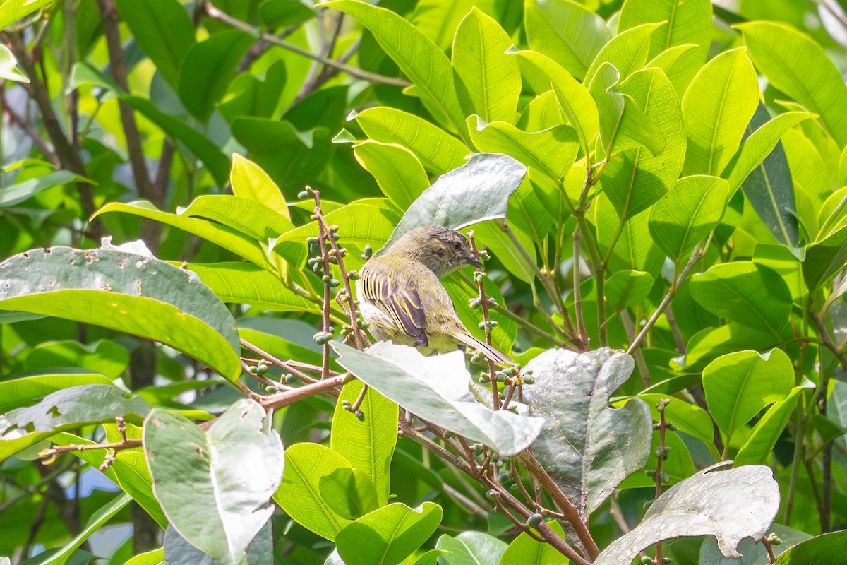 Mistletoe Tyrannulet - ML644474008