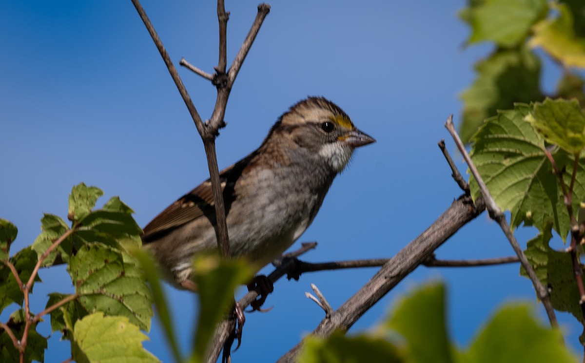 White-throated Sparrow - ML644474011