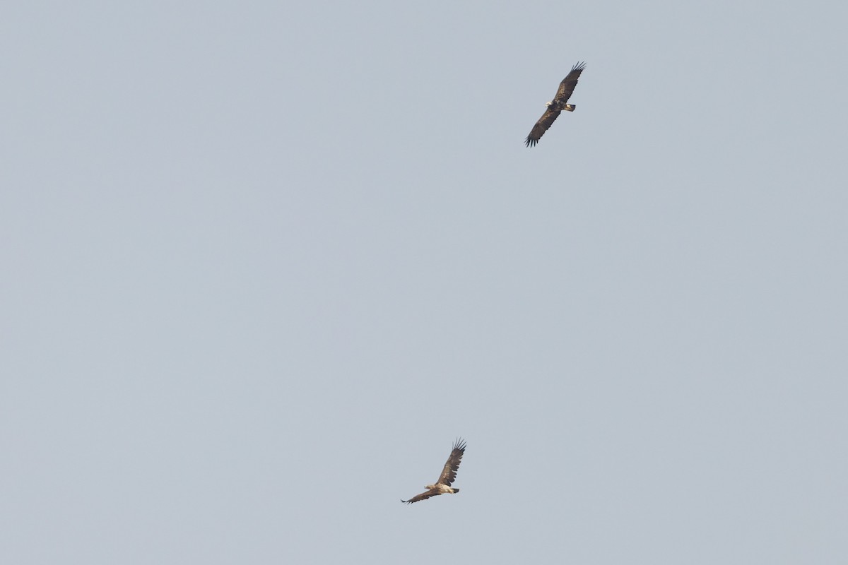 Şah Kartal - ML644474015