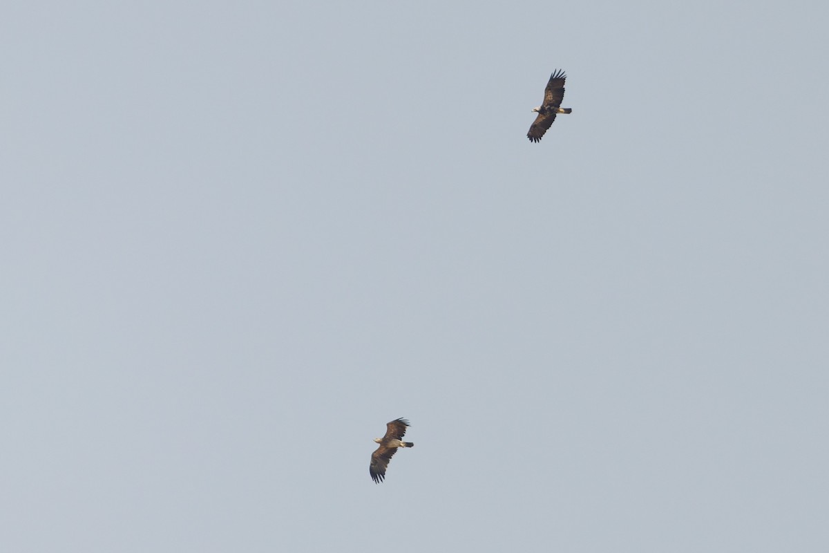 Şah Kartal - ML644474016