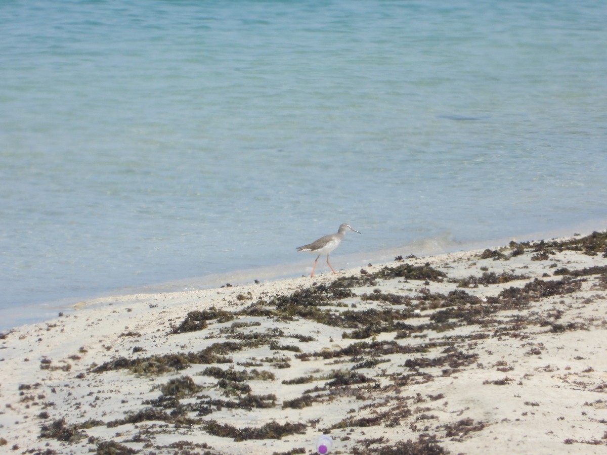 Хар хөгчүү - ML644474027