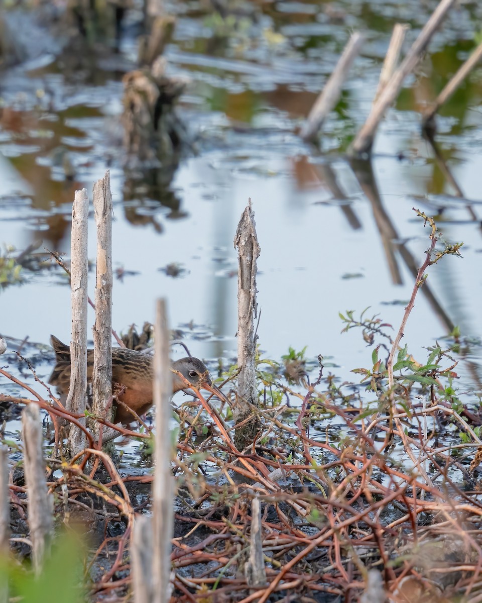 Virginia Rail - ML644474028