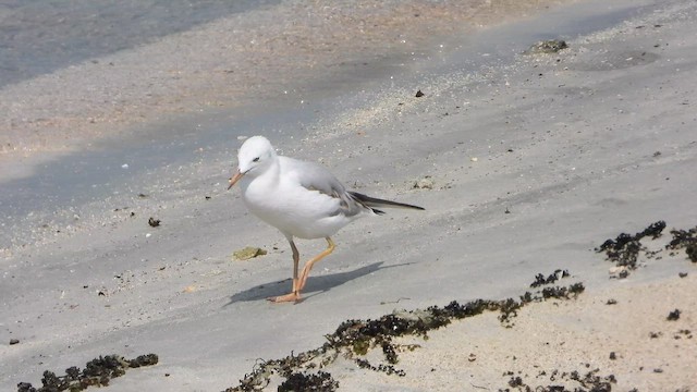 Goéland railleur - ML644474029