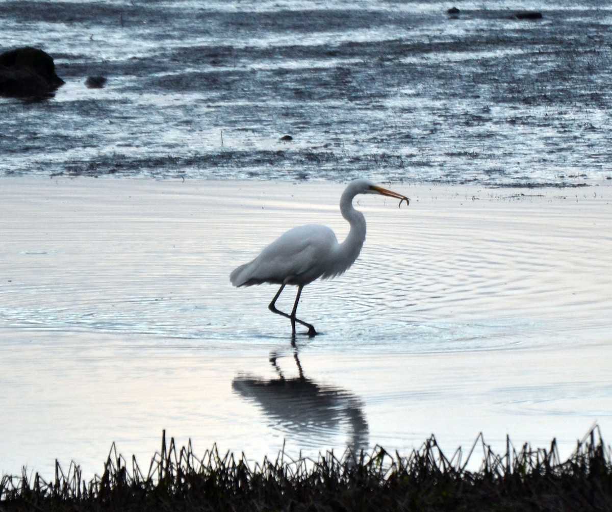 大白鷺 - ML644474030