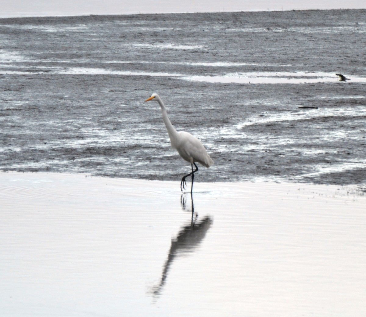 大白鷺 - ML644474031