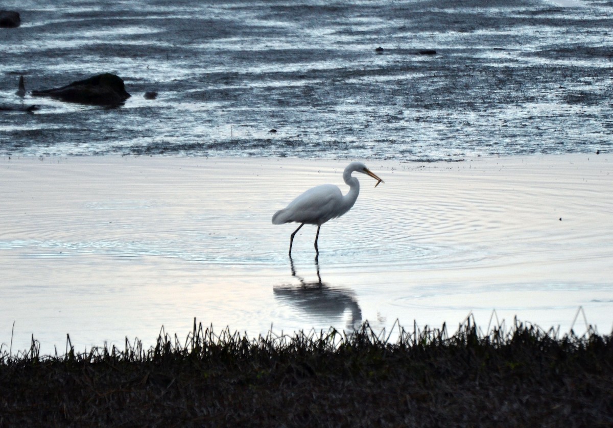 大白鷺 - ML644474032