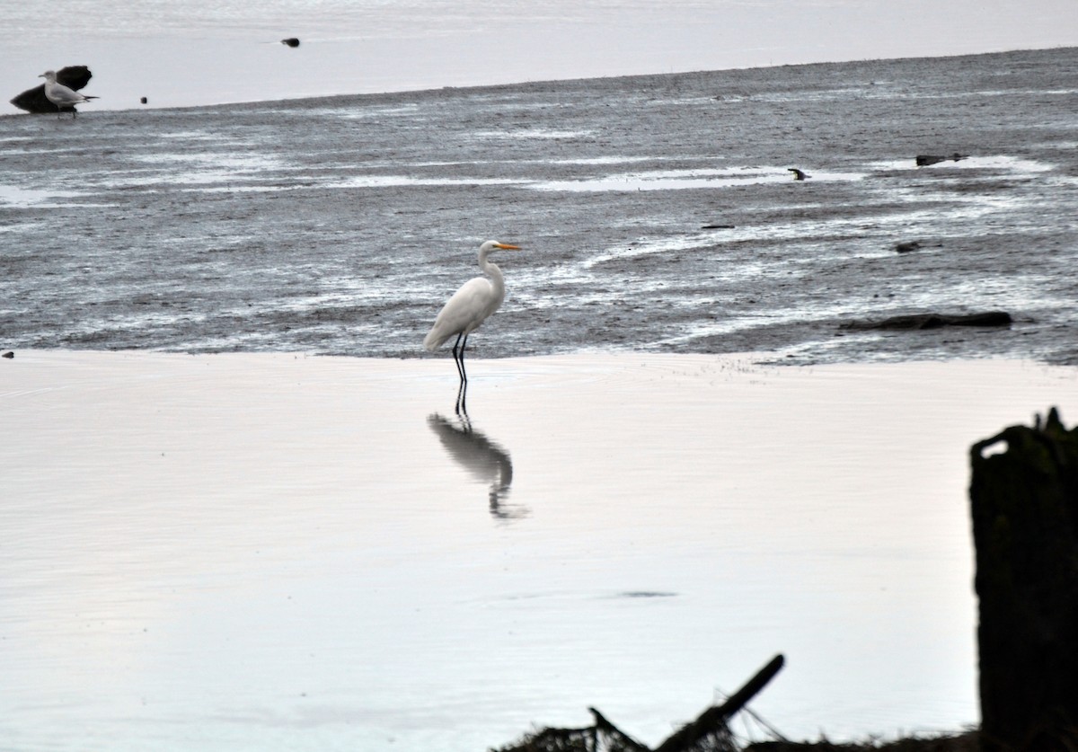 大白鷺 - ML644474033