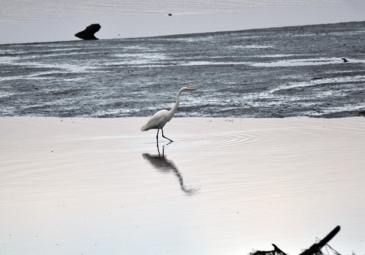 大白鷺 - ML644474034